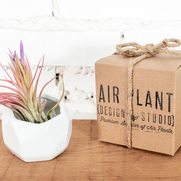 Gift Boxed White Geometric Ceramic Pot & Assorted Tillandsia Air Plant - Sustainably Farmed Air Plants - Terrarium - Fast Shipping