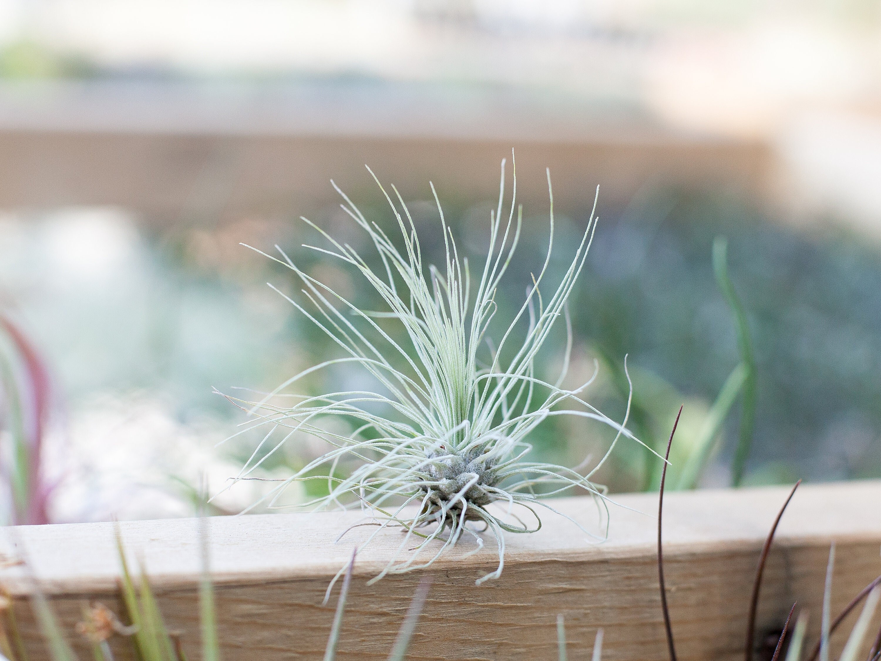 Tillandsia Fuchsii V Gracilis Air Plants - Bulk Buying Option ...