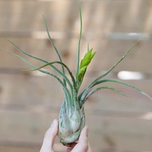 Sale Packs - 70% Off - Tillandsia Caput Medusae - Sustainably Farmed Air Plant - Terrariums - Succulents - Fast Shipping