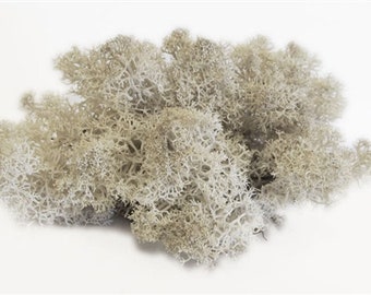 Natural Reindeer Moss for Terrariums - 1 to 3 Cups