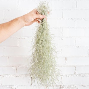 Tillandsia Colombia Spanish Moss Air Plant - Bulk Buying Available - Sustainably Farmed Air Plant - Terrariums - Succulents - Fast Shipping