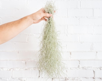 Thick Tillandsia Colombia Spanish Moss - Bulk Buying Available - Silver Air Plant - Farm Grown