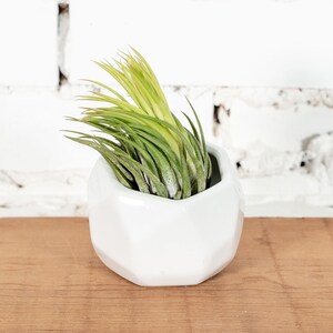 White Ceramic Geometric Pot with Assorted Tillandsia Air Plant - Bulk Buying Option Available - Sustainably Farmed - Fast Shipping