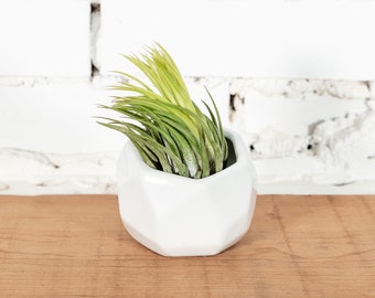 White Ceramic Geometric Pot with Assorted Tillandsia - Live Air Plants - Bulk Available - Houseplants - Farm Grown