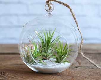 Flat Bottom Terrarium with White Sand Kit & Tillandsia Ionantha Air Plants - Bulk Buying Option Available - Terrariums - Fast Shipping