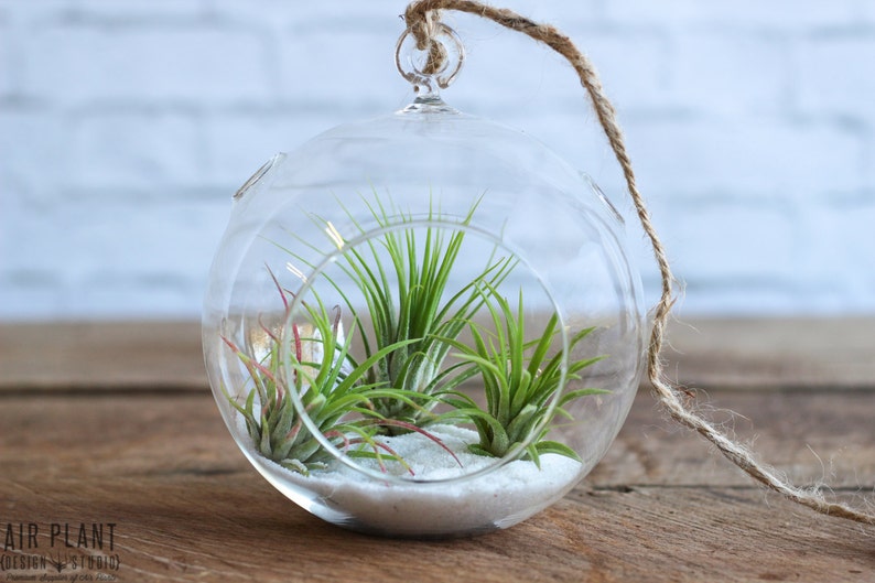 Flat Bottom Terrarium with White Sand Kit & Tillandsia Ionantha Air Plants Bulk Buying Option Available Terrariums Fast Shipping image 1