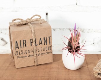Gift Boxed Small Ivory Ceramic Hanging Planter & Assorted Tillandsia Air Plant - Sustainably Farmed Air Plants - Terrarium - Fast Shipping