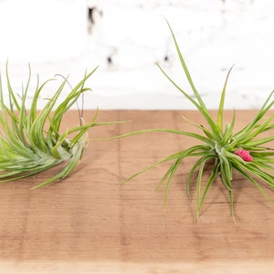 Tillandsia Tenufoila Emerald Air Plant - Single and Combo Packs - Sustainably Farmed Air Plant - Terrariums - Succulents - Fast Shipping
