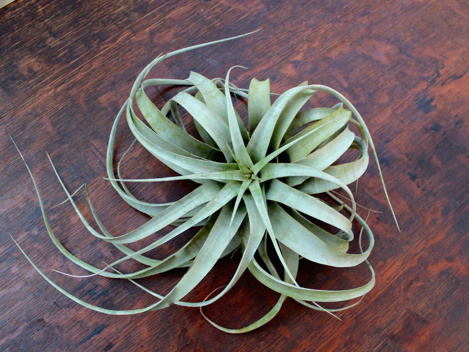 Xerographica Air Plant