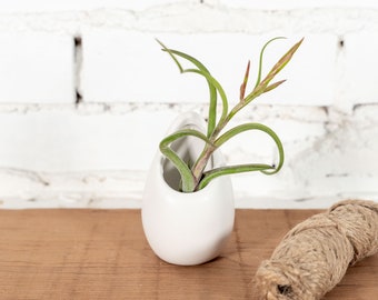 Small Ivory Ceramic Hanging Planter with Assorted Tillandsia - Live Air Plant - Houseplants - Bulk Available - Farm Grown