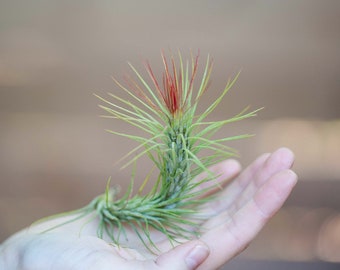 Tillandsia Funckiana - Live Air Plants - Bulk Available - Houseplants - Terrarium Plants - Farm Grown