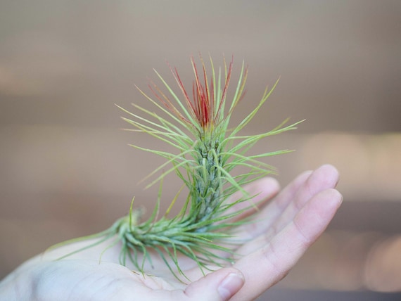 Tillandsia Funckiana Air Plants - Bulk Buying Option Available -  Sustainably Farmed Air Plant - Terrariums - Succulents - Fast Shipping -  Etsy