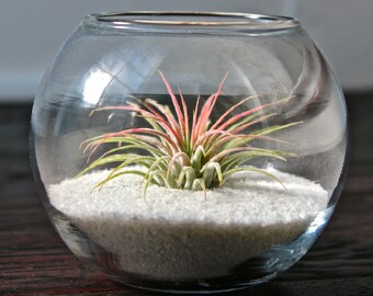 Glass Table Top Terrarium with White Sand & Tillandsia Ionantha Air Plant - Bulk Buying Option Available - Terrariums - Fast Shipping