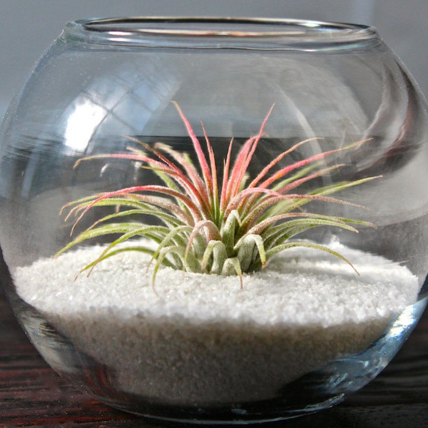 Air Plant Terrarium Etsy