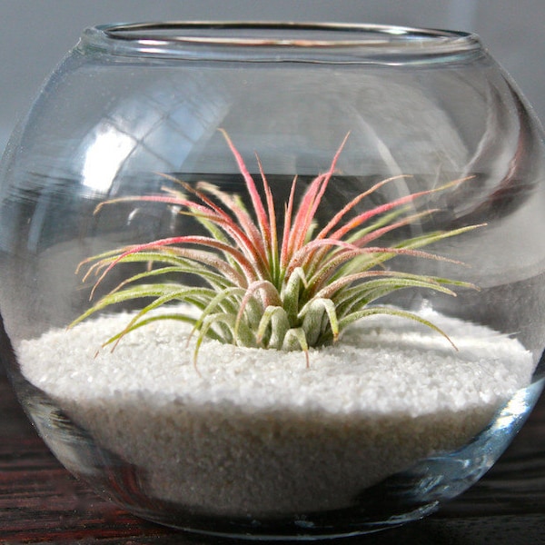 Glass Table Top Terrarium with White Sand & Tillandsia Ionantha Air Plant - Bulk Buying Option Available - Terrariums - Fast Shipping