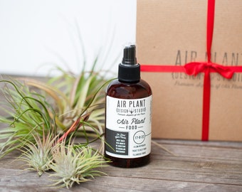 Air Plant Starter Kit Gift Box – 5 Tillandsia Plants with Fertilizer
