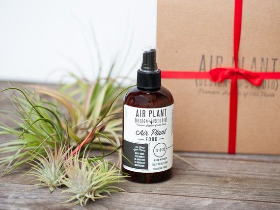 Air Plant Starter Kit 5 Plants + Fertilizer Gift Boxed - Etsy