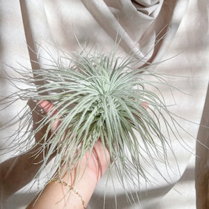 Tillandsia Tectorum Ecuador Air Plant - Bulk Buying Available - Multiple Sizes - Terrariums - Succulents - Fast Shipping