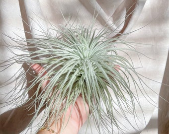 Tillandsia Tectorum Ecuador Air Plant - Bulk Buying Available - Multiple Sizes - Terrariums - Succulents - Fast Shipping