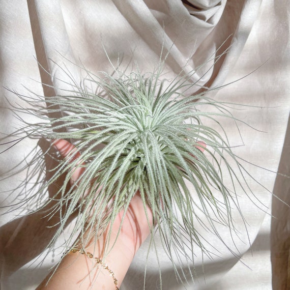 Tillandsia Tectorum Ecuador Air Plant - Bulk Buying Available - Multiple  Sizes - Terrariums - Succulents - Fast Shipping - Etsy