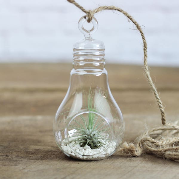 Hanging Light Bulb Terrarium with White Rocks & Tillandsia Argentea Air Plant - Bulk Buying Option Available - Terrariums - Fast Shipping