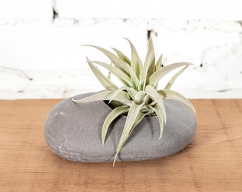 Gray Ceramic Stone Holder with Tillandsia - Live Air Plants - Houseplants - Bulk Available - Farm Grown