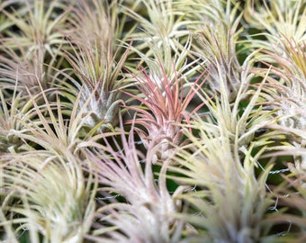 Sale Packs - 70% Off -  Tillandsia Ionantha Guatemala - Sustainably Farmed Air Plant - Succulents - Fast Shipping