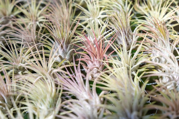 Sale Packs - 70% off - Tillandsia Ionantha Guatemala - Sustainably Farmed Air  Plant - Succulents - Fast Shipping - Etsy