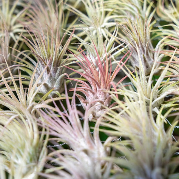 Sale Packs - 70% Off -  Tillandsia Ionantha Guatemala - Sustainably Farmed Air Plant - Succulents - Fast Shipping