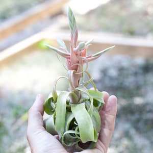 Tillandsia Streptophylla  - Bulk Buying Option Available - Sustainably Farmed Air Plant - Terrariums - Fast Shipping