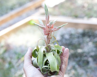 Tillandsia Streptophylla  - Live Air Plants - Bulk Available - Houseplants - Terrarium Plants - Farm Grown