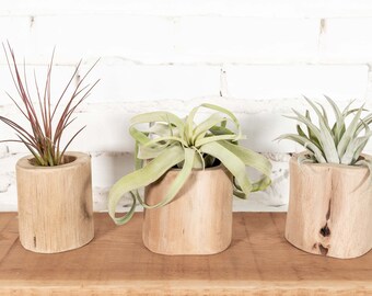 hanging plants on sale SALE