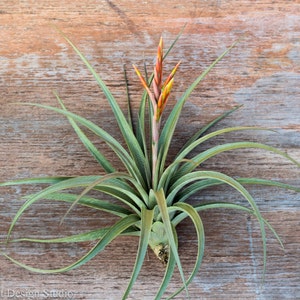 Tillandsia Vernicosa Air Plants - Single and Combo Packs - Sustainably Farmed Air Plant - Terrariums - Succulents - Fast Shipping
