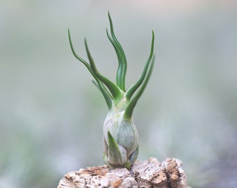 Tillandsia Bulbosa - Live Air Plants - Bulk Available - Houseplants - Terrarium Plants - Farm Grown