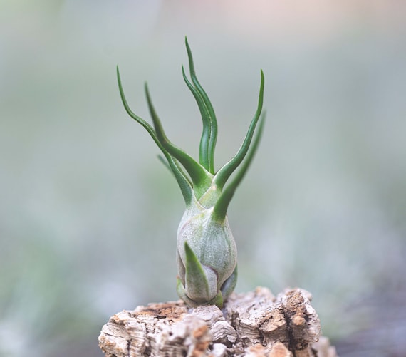 Tillandsia Bulbosa Air Plants - Bulk Buying Option Available - Sustainably  Farmed Air Plant - Terrariums - Succulents - Fast Shipping - Etsy