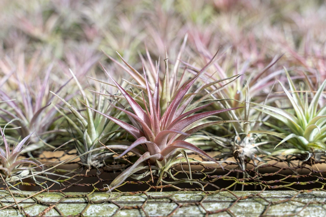 Tillandsia Abdita Brachycaulos - Live Air Plants - Houseplants ...