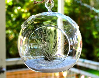 Hanging Air Plant Terrarium with White Sand – Tillandsia Argentea Houseplant
