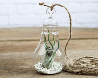 Hanging Light Bulb Terrarium with White Rocks & Tillandsia Caput Medusae Air Plant -Bulk Buying Option Available - Terrarium - Fast Shipping