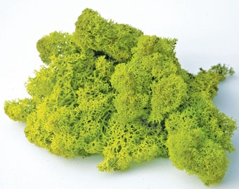 Green Reindeer Moss for Terrariums - 1 to 3 Cups