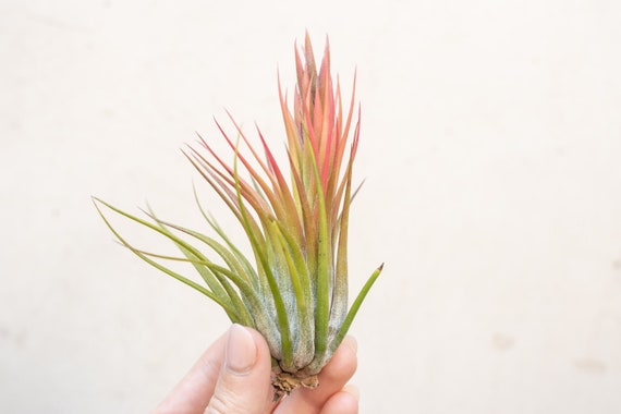 Tillandsia Scaposa Air Plants - Bulk Buying Option Available - Sustainably  Farmed Air Plant - Terrariums - Succulents - Fast Shipping - Etsy