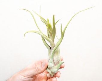 Tillandsia Caput Medusae - Live Air Plant - Bulk Available - Houseplants - Terrarium Plants - Farm Grown
