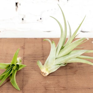May include: Two air plants, one with a star-like shape and the other with long, slender leaves, rest on a wooden surface. The plants are a pale green color, and the background is a white brick wall. The air plants are a type of succulent.