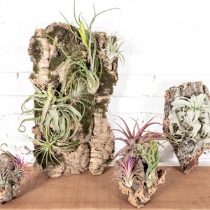 DIY Cork Bark Mounts with Tillandsia Air Plants | Multiple Sizes- Bulk Buying Option Available - Air Plant - Wood Display - Fast Shipping