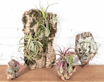 DIY Cork Bark Mounts with Tillandsia Air Plants | Multiple Sizes- Bulk Buying Option Available - Air Plant - Wood Display - Fast Shipping