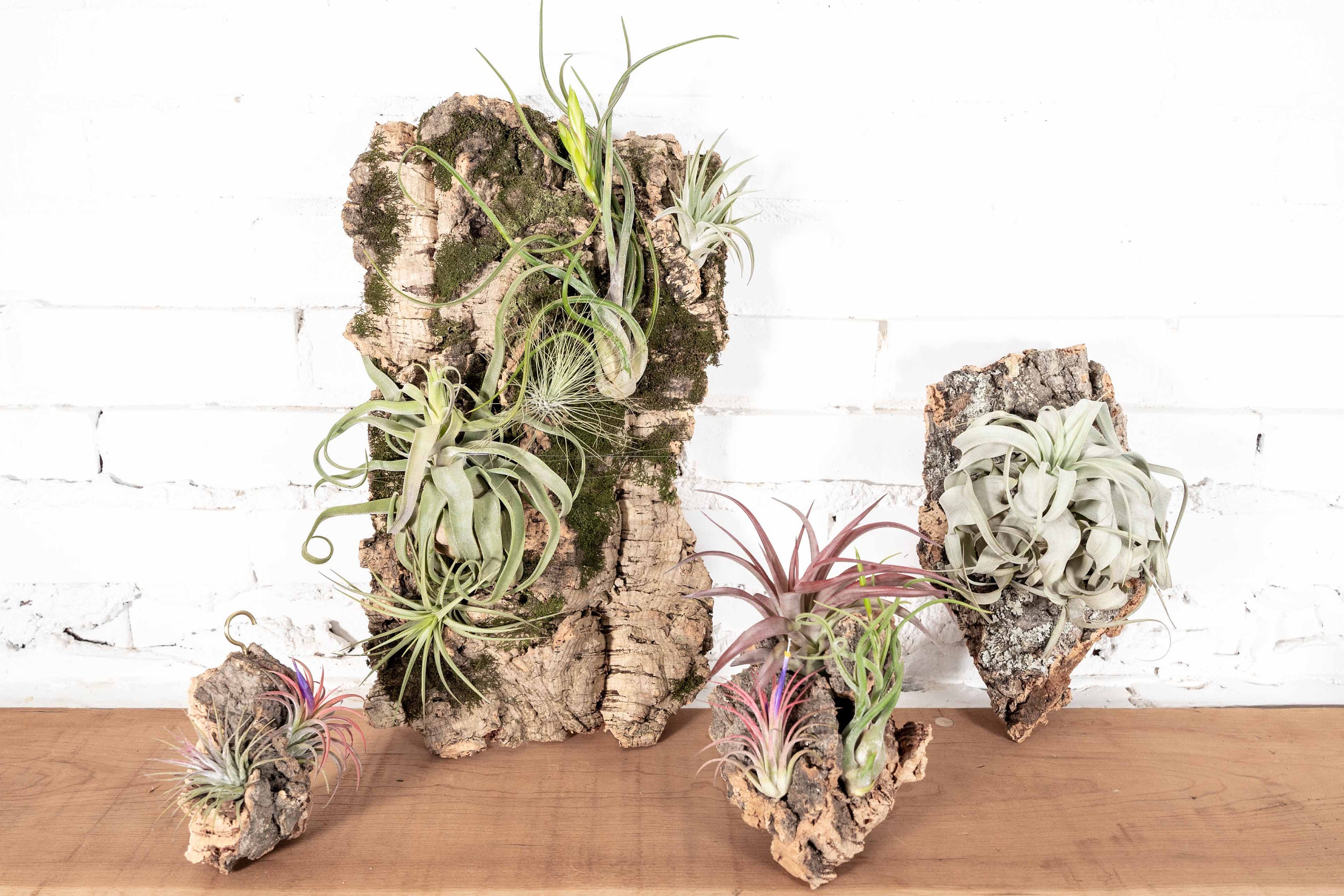 ARTIFICIAL Air Plants - Tillandsia