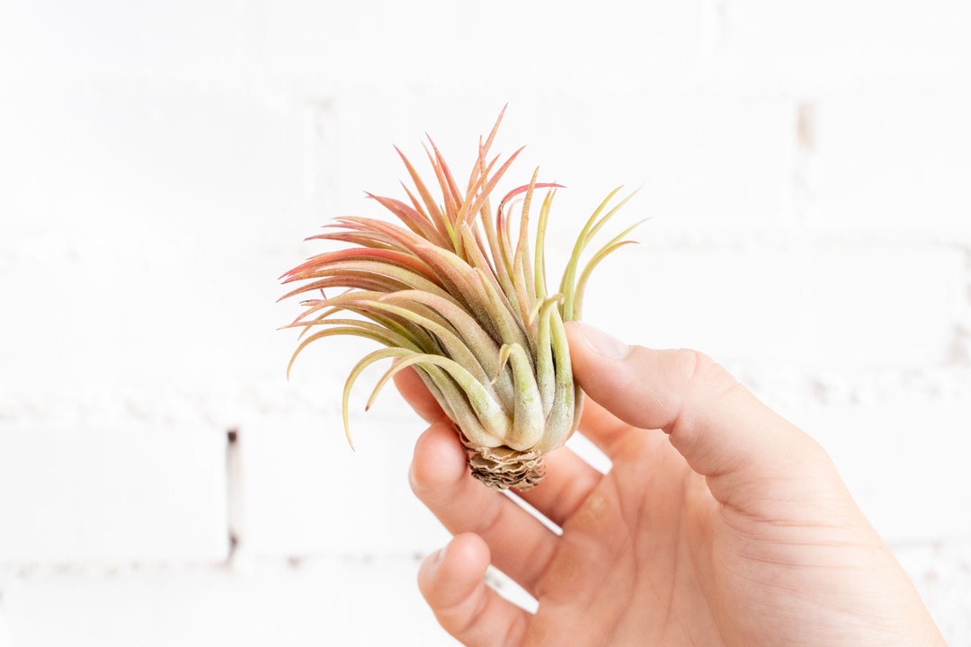 Tillandsia Ionantha Rubra Air Plants Bulk Buying Option Available