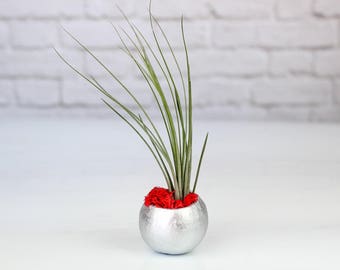 Metallic Silver Seed Pod with Assorted Tillandsia Air Plant