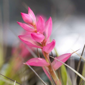 Tillandsia Stricta Air Plants Single and Combo Packs Sustainably Farmed Air Plant Terrariums Succulents Fast Shipping image 3