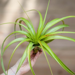 Tillandsia Roland Gosselini  Air Plant - Single and Combo Packs - Sustainably Farmed Air Plant - Terrariums - Succulents - Fast Shipping