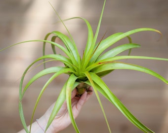 Tillandsia Roland Gosselini - Specialty Species - Live Air Plants - Houseplants - Terrarium Plant - Farm Grown - Large Plant